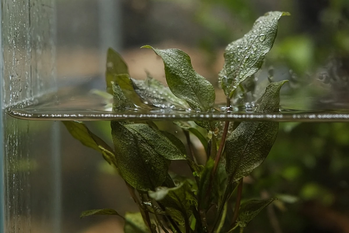 Close view of crypt leaves above a water line