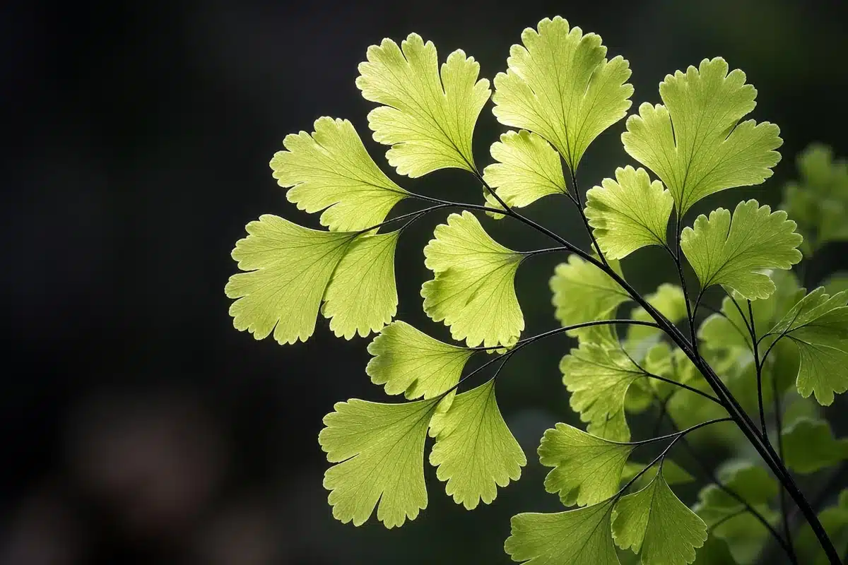 Close view of delicate adiantum leaflets