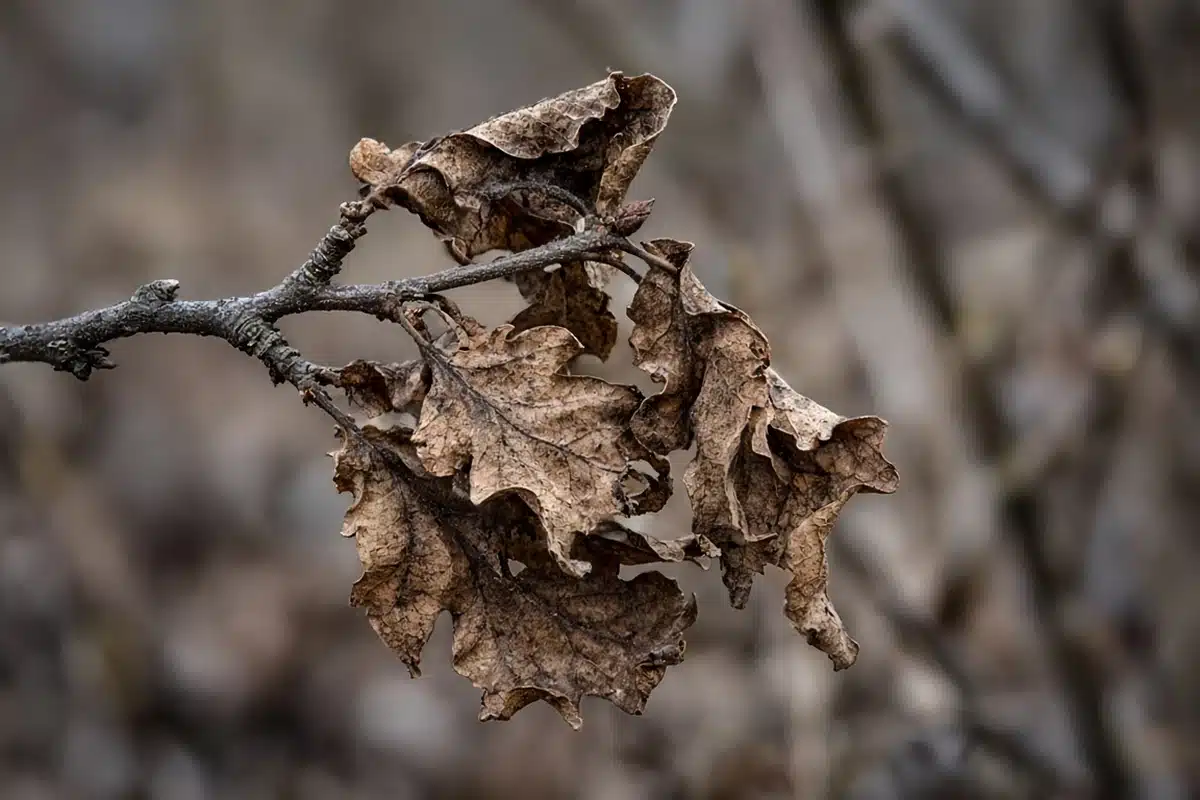 Close view of dry oak leaves still on a twig
