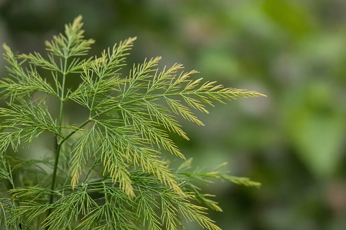 Close view of feathery asparagus fronds with yellow tips