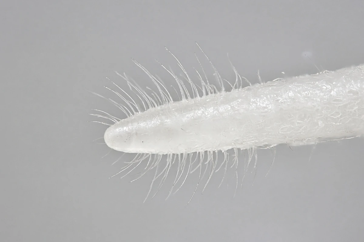 Close view of fine root hairs behind a root tip