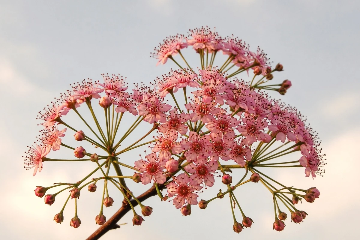 Close view of flower stalks of different lengths