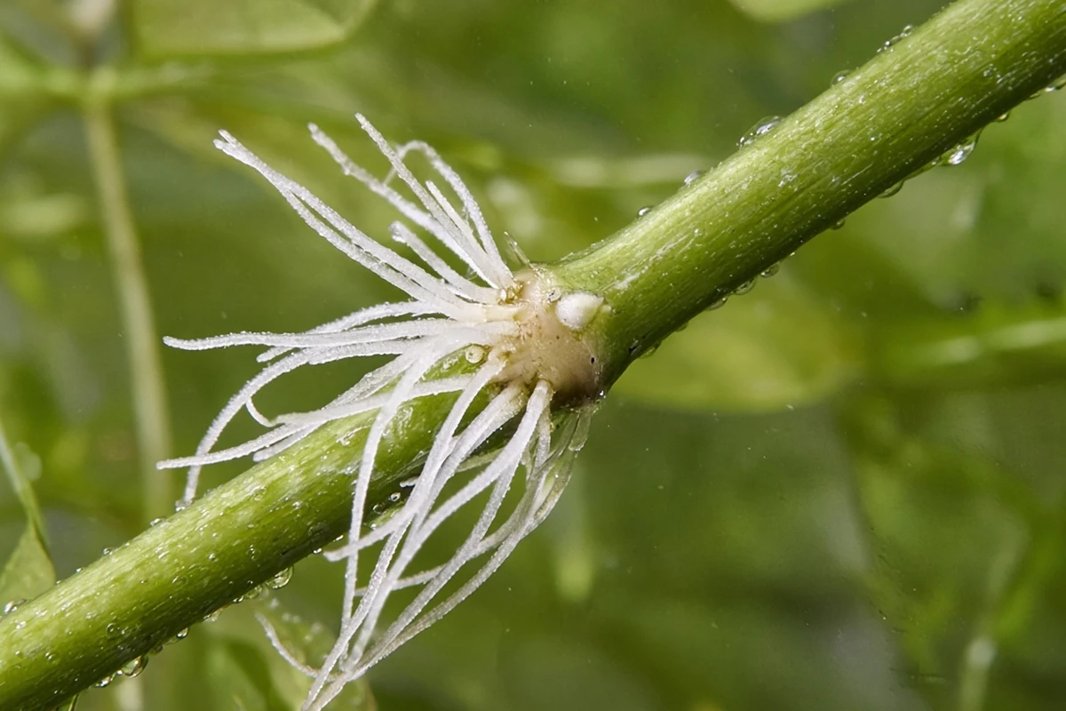Close view of fresh roots on a hygrophila stem