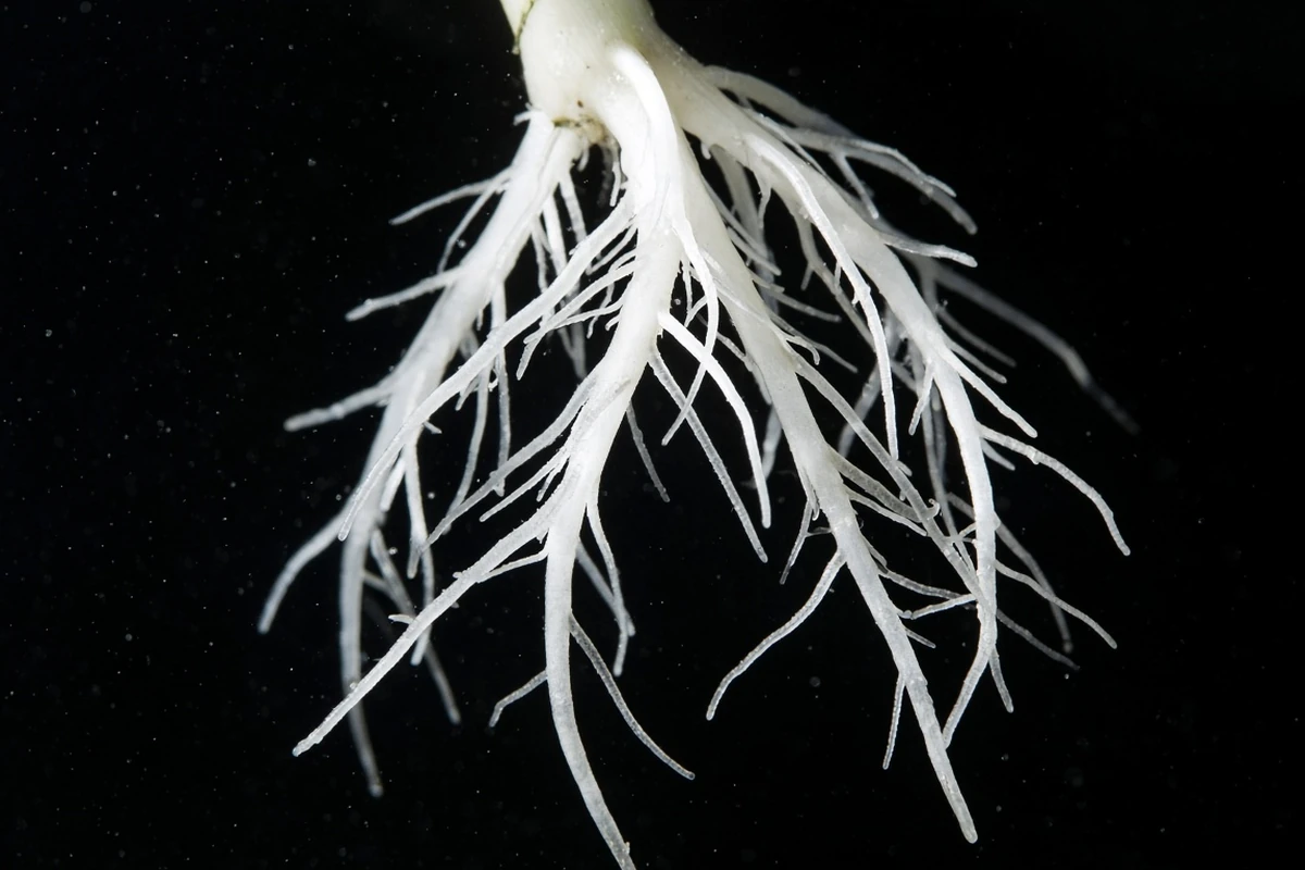 Close view of healthy white roots in clear solution