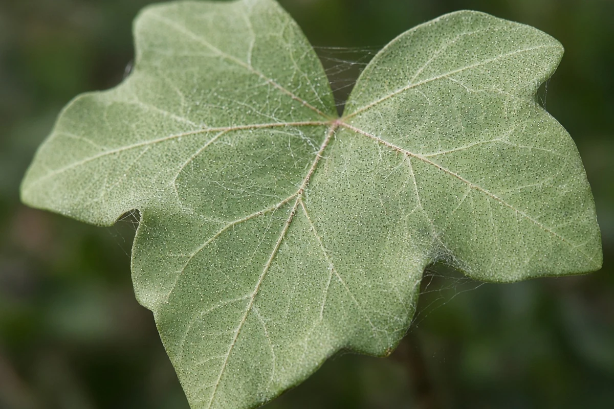 Close view of ivy leaf underside