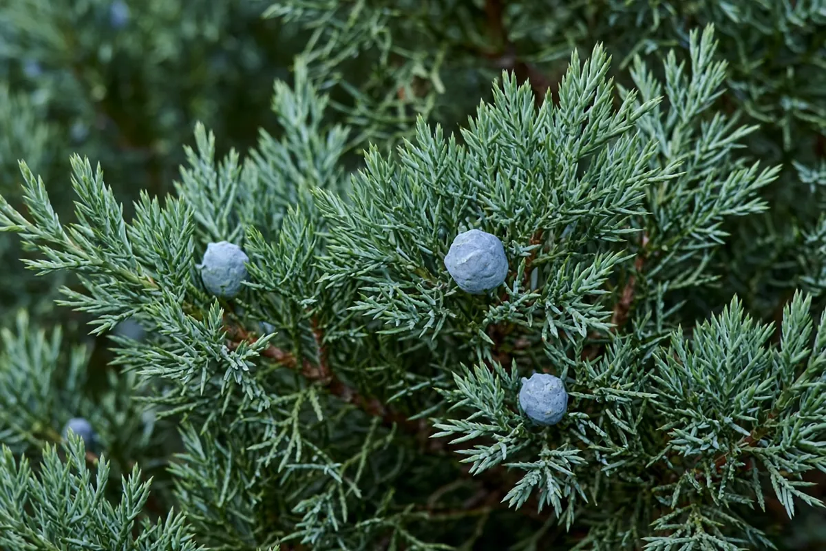 Close view of juniper foliage