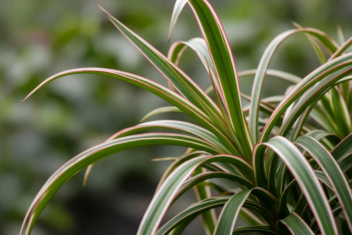 Close view of narrow striped leaves