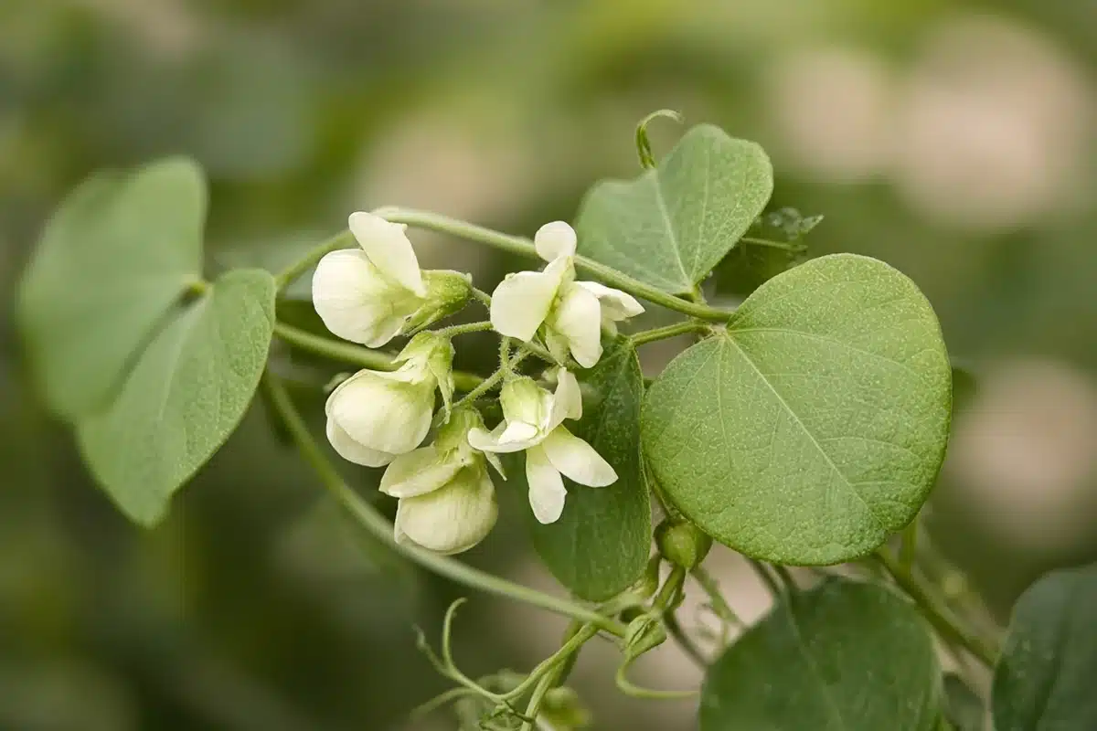 Close view of pale bean flowers on a vine