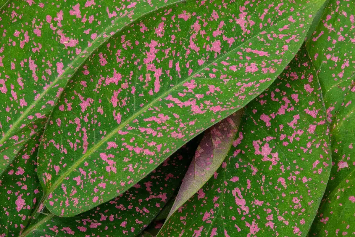 Close view of pink and green spotted leaves