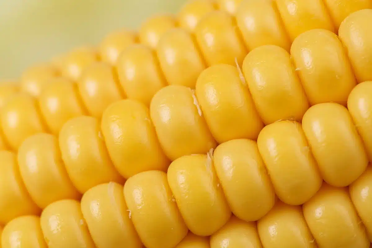 Close view of plump yellow corn kernels