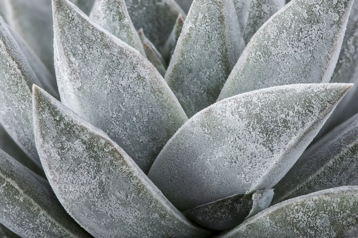Close view of powdery succulent leaves
