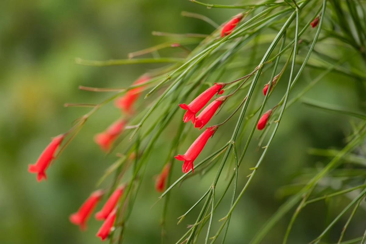 Close view of rush like stems with small red flowers