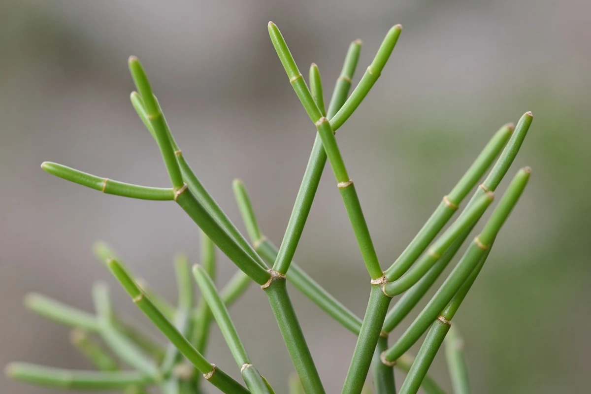 Close view of slender jointed green stems