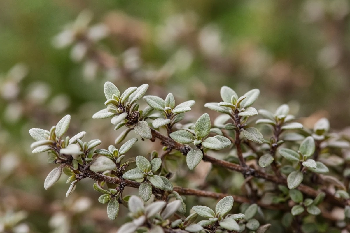 Close view of small thyme leaves on woody stems