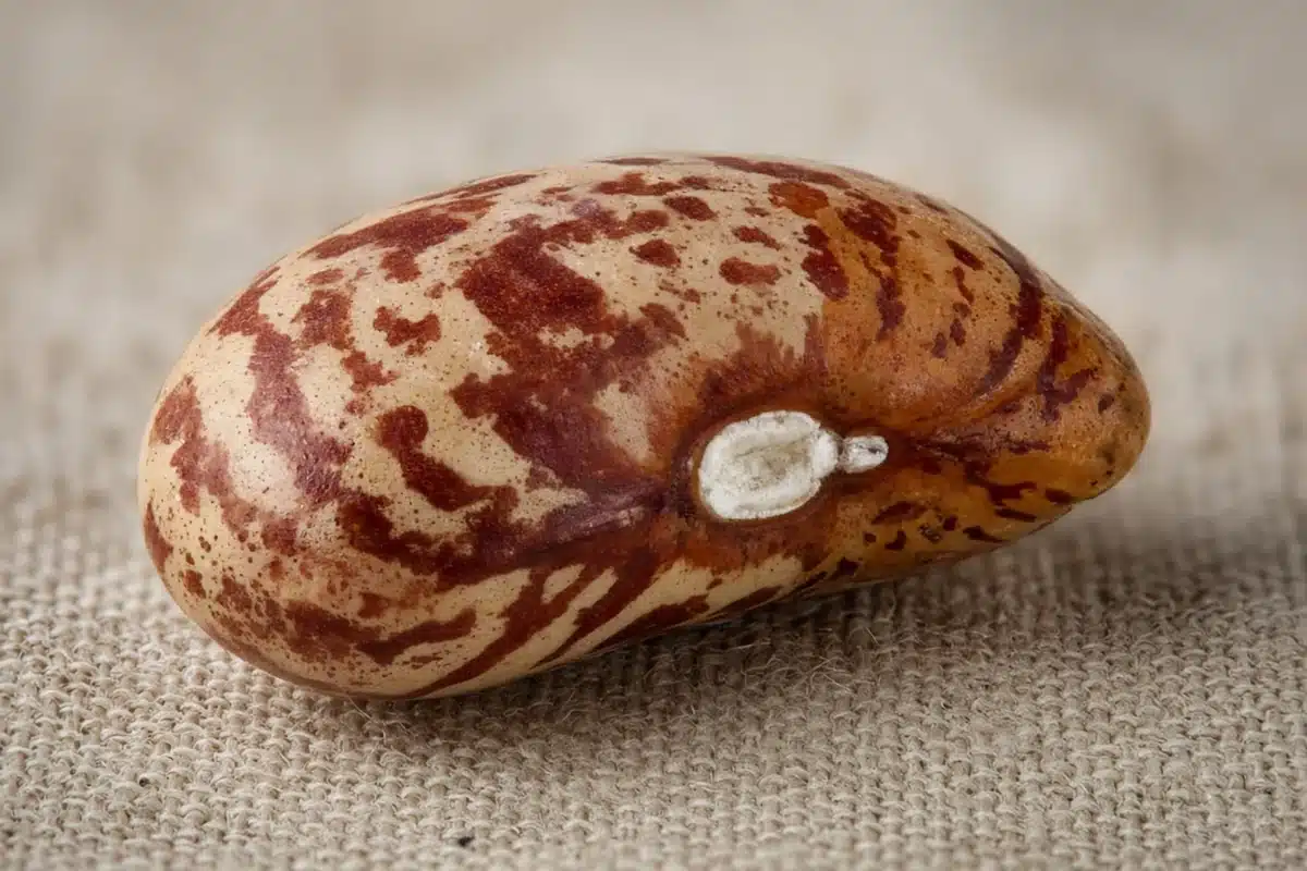 Close view of the hilum on a speckled bean seed