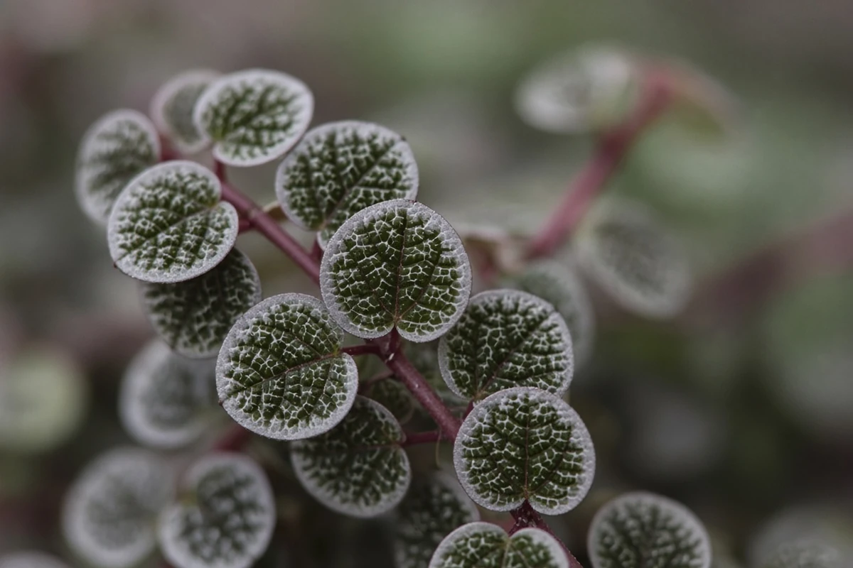 Close view of tiny patterned round leaves