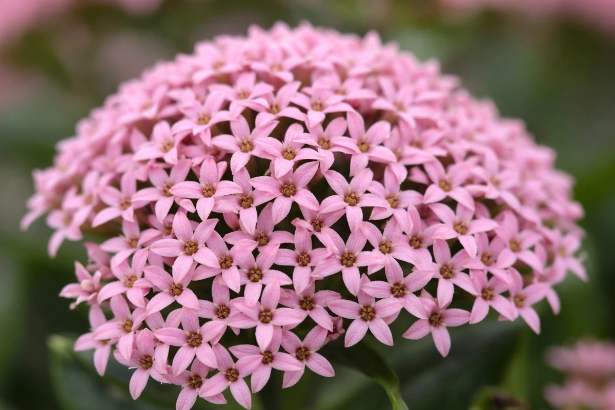 Close view of tiny star shaped flowers in a cluster