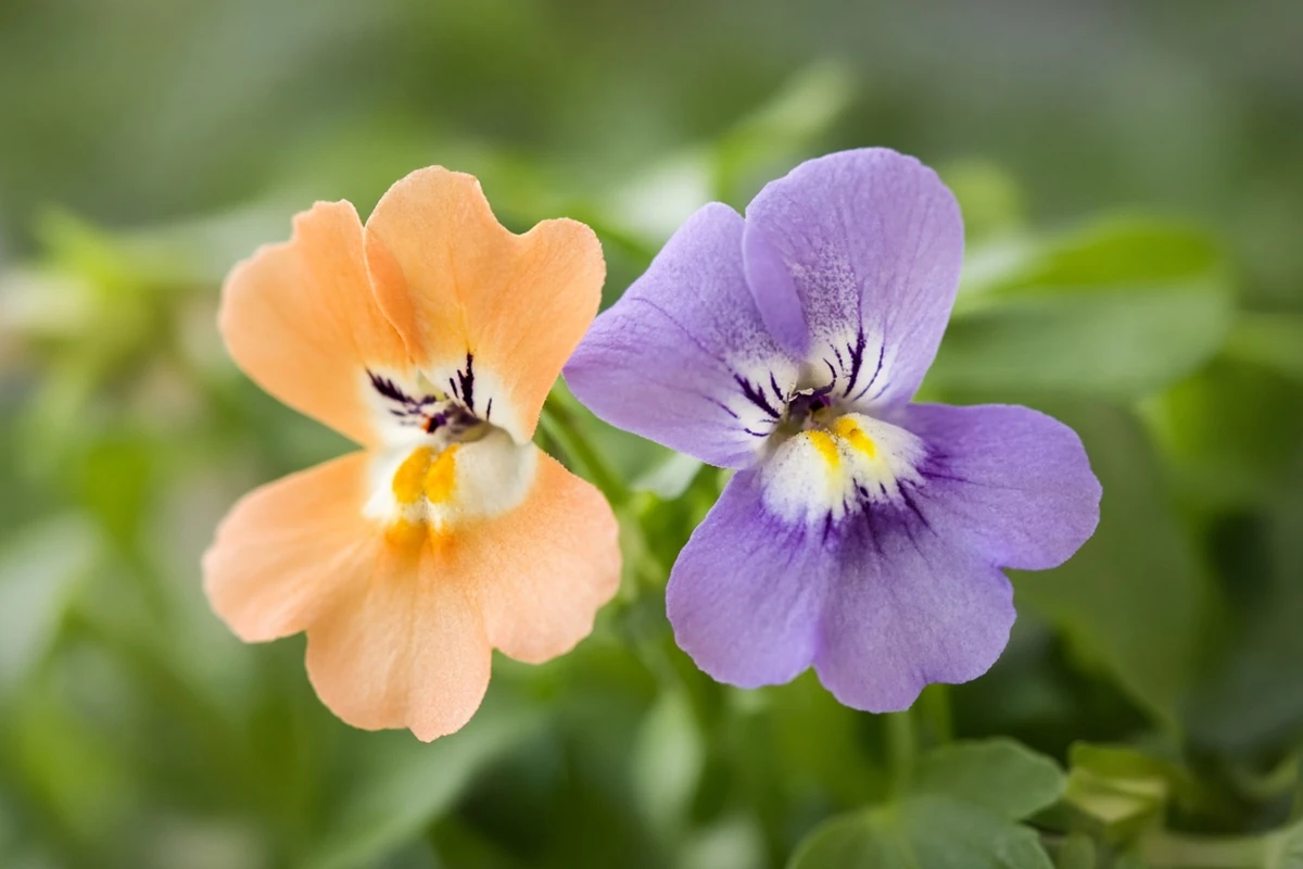 Close view of two small orange and lilac garden flowers