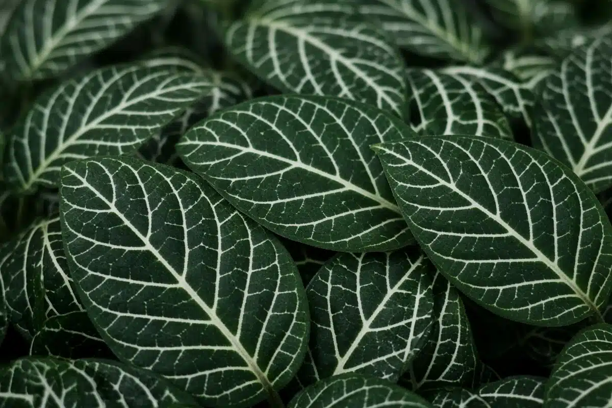 Close view of white veined fittonia leaves