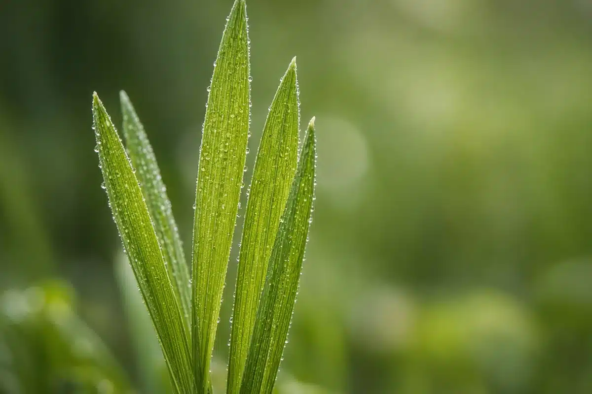 Close view of young barley grass blades
