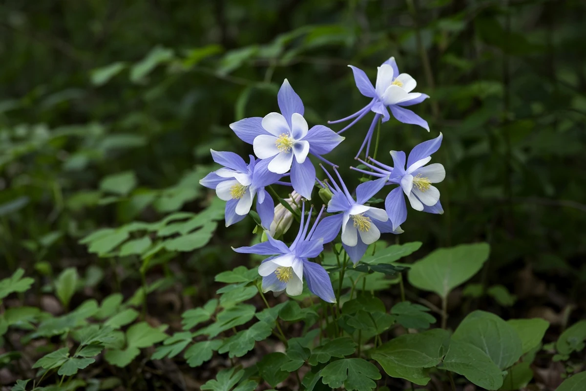 Columbine flowers in a part shade bed