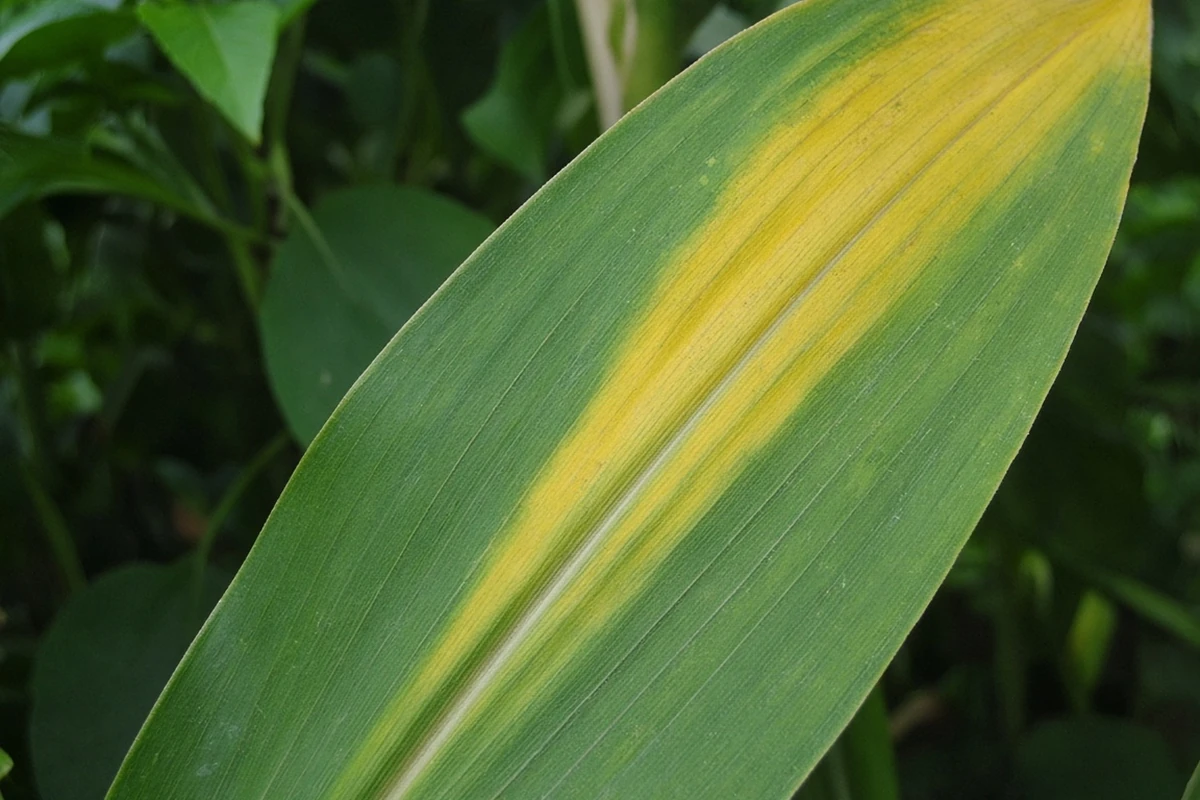 Corn leaf with V shaped yellowing