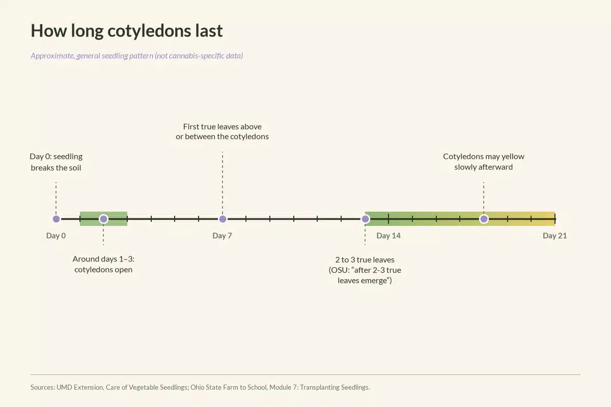 Approximate timeline of how long cotyledons last on a seedling.