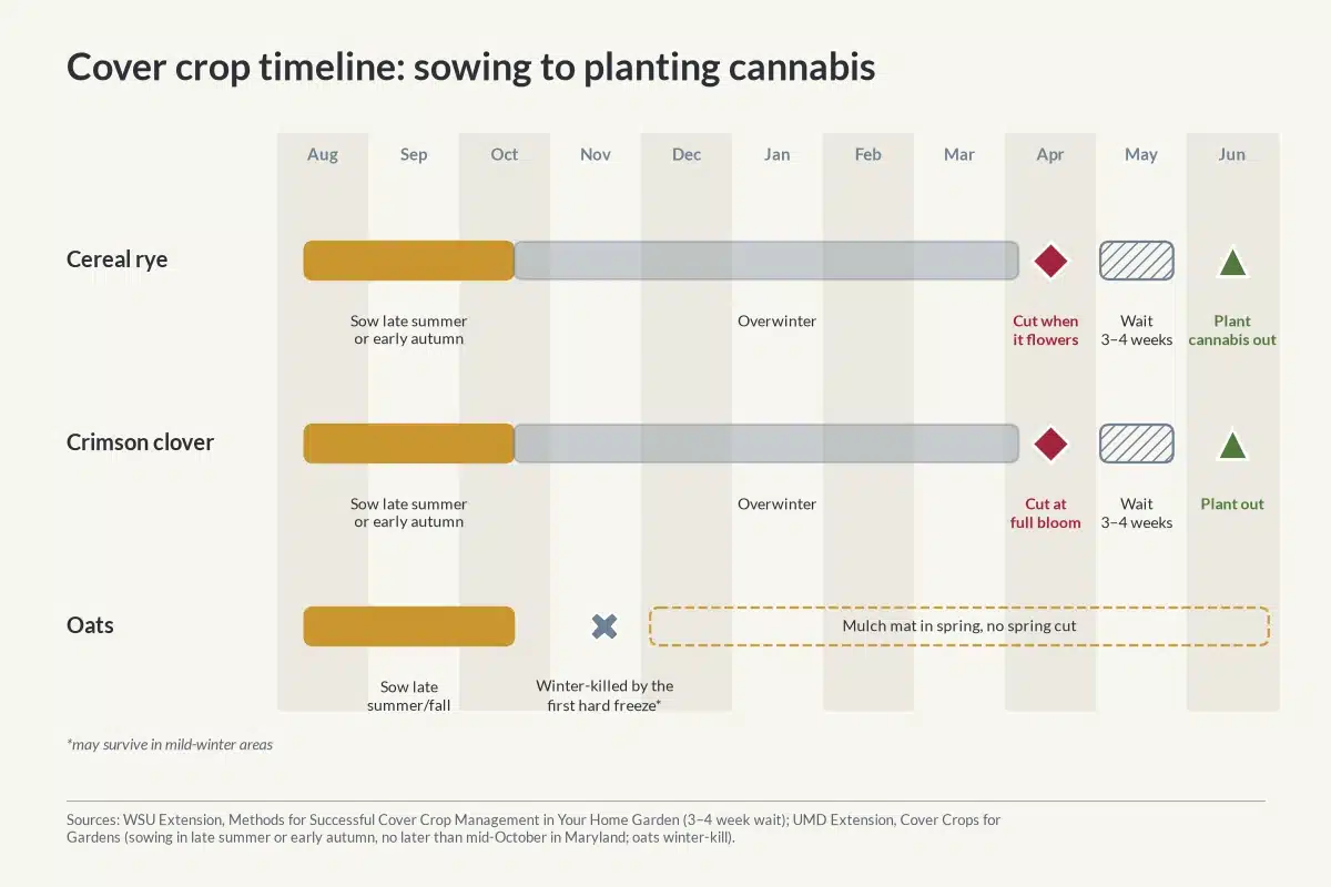 Timeline showing when to sow and cut rye and clover, and oats dying back in winter, before planting cannabis.