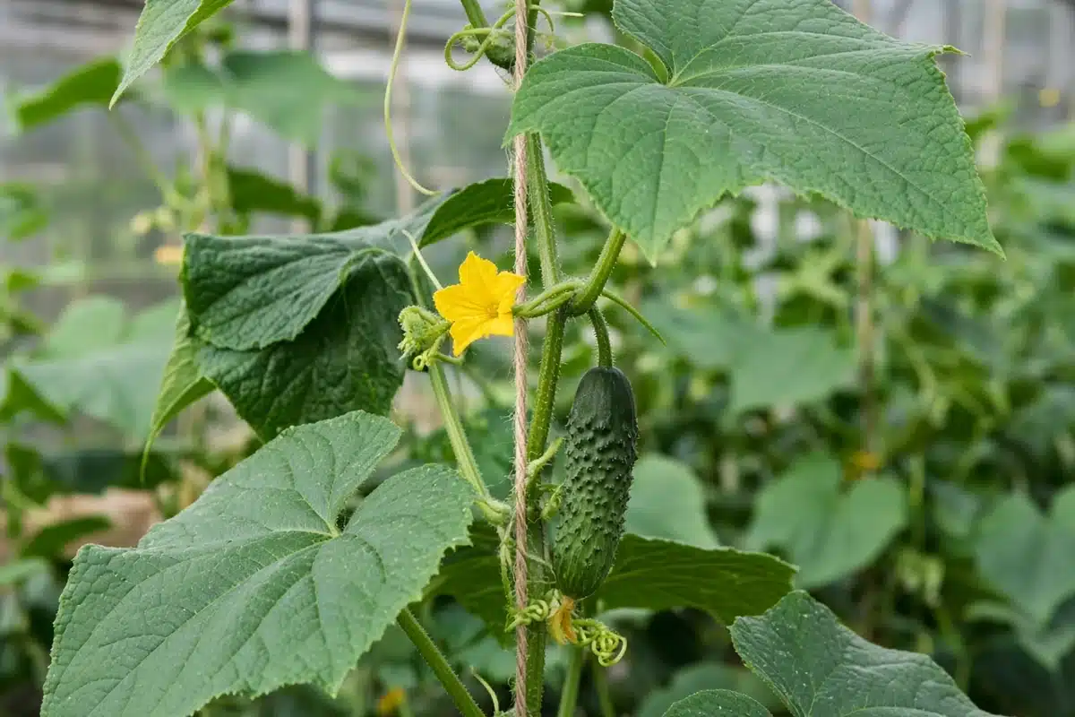 Cucumber vine climbing a string with tendrils
