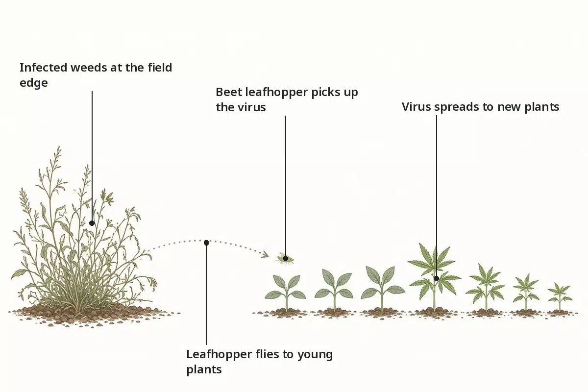 Diagram of beet leafhoppers picking up curly top virus from weeds at a field edge and carrying it to nearby young plants
