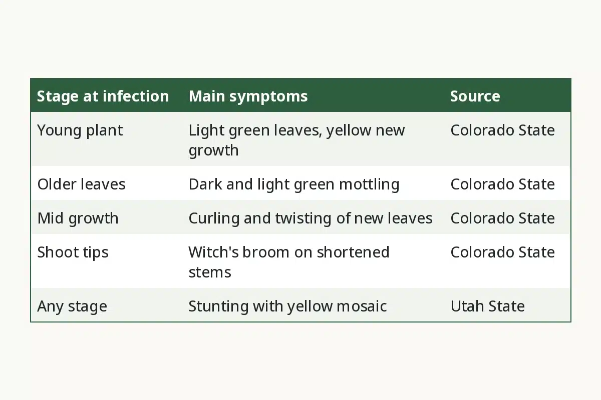 Curly Top Symptoms by Growth Stage. Stage at infection, Main symptoms, Source. Young plant, Light green leaves, yellow new growth, Colorado State. Older leaves, Dark and light green mottling, Colorado State. Mid growth, Curling and twisting of new leaves, Colorado State. Shoot tips, Witch's broom on shortened stems, Colorado State. Any stage, Stunting with yellow mosaic, Utah State.
