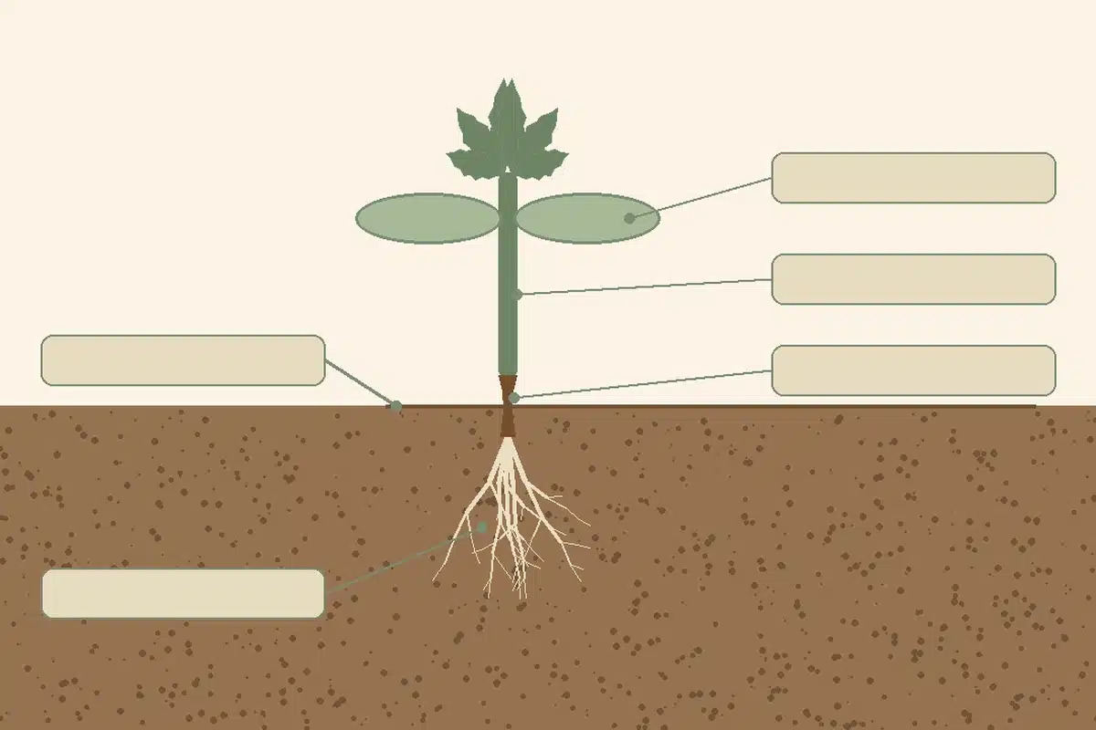 Labeled diagram of a seedling showing where a pinched, rotted stem forms at the soil line