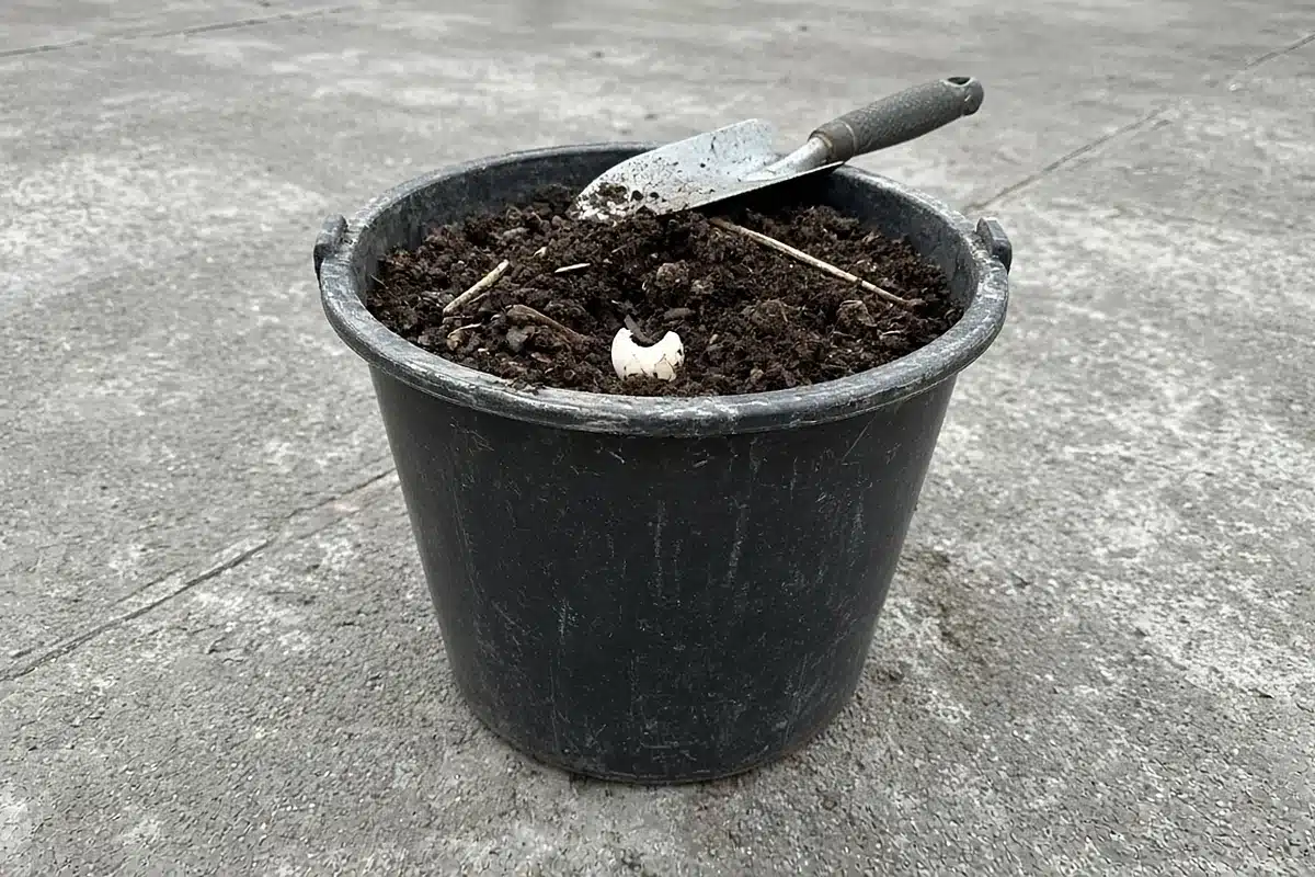 Dark crumbly compost in a garden bucket