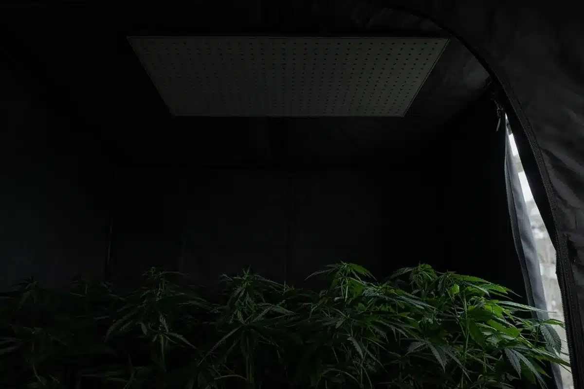 Dark grow tent with cannabis plants during the lights-off period