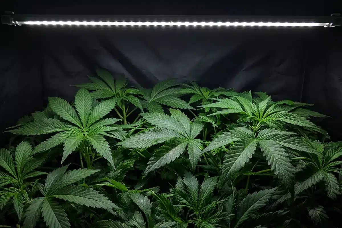Deep green cannabis canopy under an LED light
