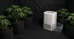 Portable dehumidifier with its water bucket pulled out beside potted cannabis plants inside a tent
