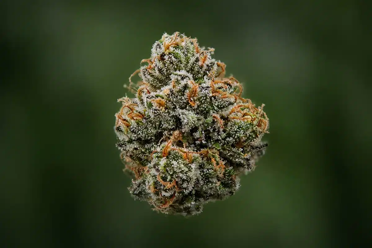 Dense cannabis bud coated in resin