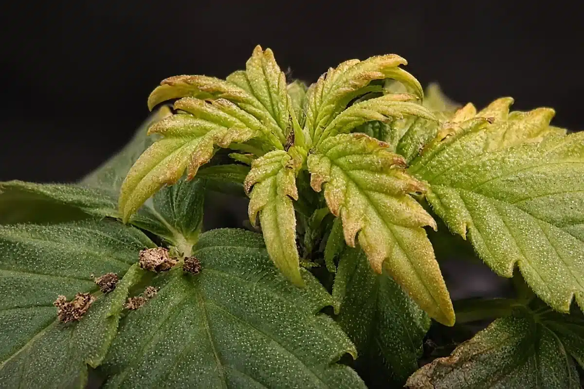 Close-up of discolored new cannabis leaves curling down