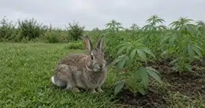 Photo-style illustration of a cottontail sitting at the edge of a young outdoor cannabis row on an overcast morning