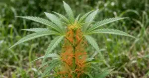 Tangle of leafless yellow to orange dodder threads wrapped around a cannabis plant stem