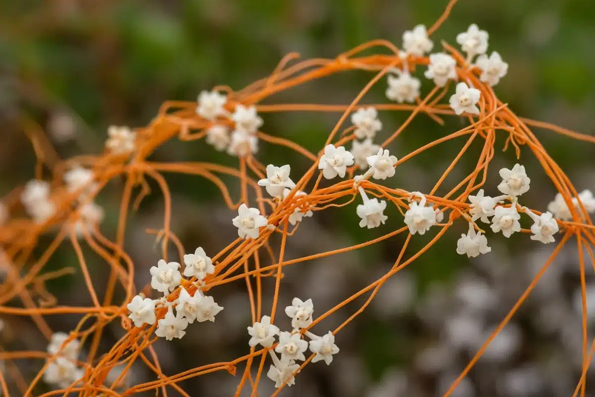 Bright orange dodder stems twining around a host stem with clusters of tiny cream bell shaped flowers