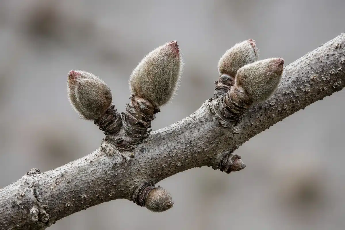 Dormant buds on a bare apple branch