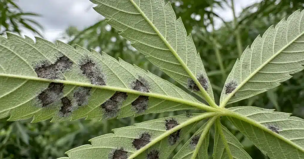 Underside of a hemp leaf showing dark brown spots with gray fuzz below the lesions