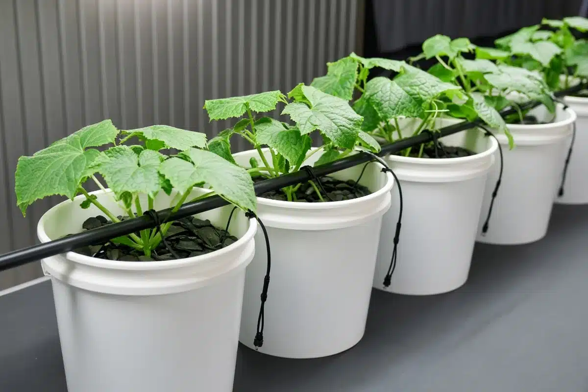 Drip tubing running along a row of hydroponic buckets