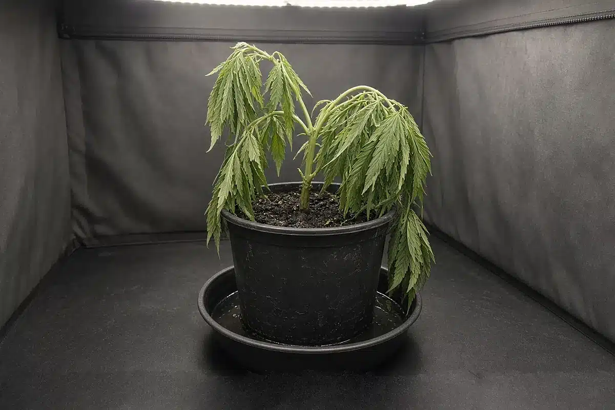 Drooping cannabis plant in a pot