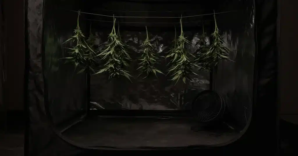 Cannabis branches hanging to dry on lines inside a dark grow tent with a small fan on the floor