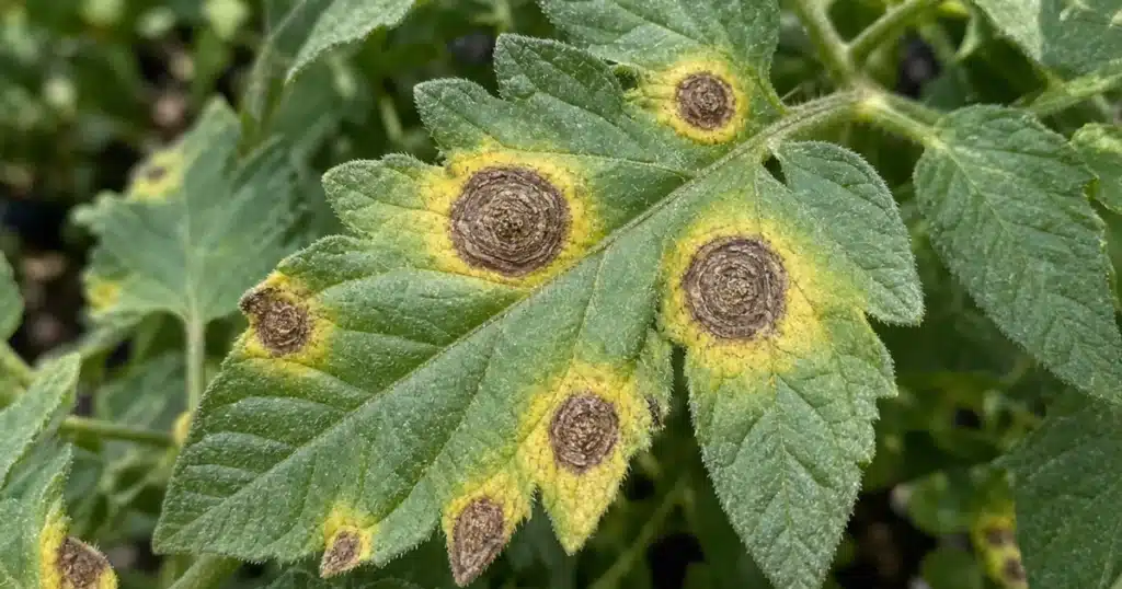 Tomato leaf with brown target spots