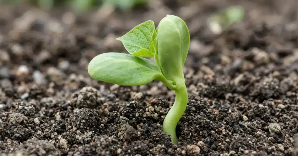 Bean seedling with seed leaves above the soil