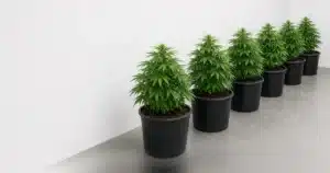 Row of uniform cannabis plants of matching height