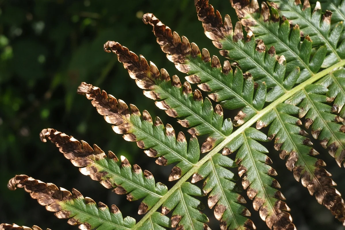 Fern frond with crisp brown curled tips